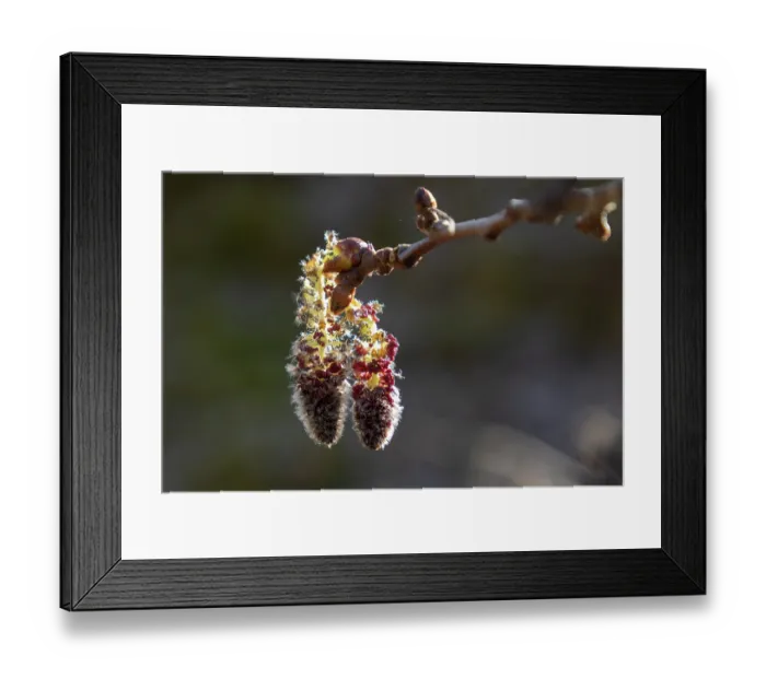 Framed Print : Aspen (Populus tremula) male catkins, Insh Marshes, Cairngorms National Park, Scotland, UK. April Framed Print : Aspen (Populus tremula) male catkins, Insh Marshes, Cairngorms National Park, Scotland, UK. April