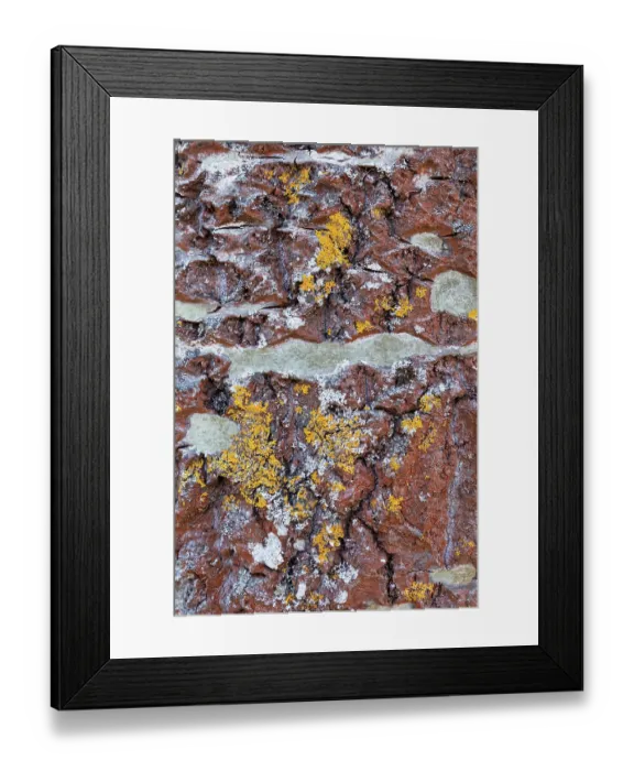 Framed Print : Close-up of lichen on the bark of a mature Aspen (Populus tremula) tree, Insh Marshes, Cairngorms National Park, Scotland, UK. April Framed Print : Close-up of lichen on the bark of a mature Aspen (Populus tremula) tree, Insh Marshes, Cairngorms National Park, Scotland, UK. April