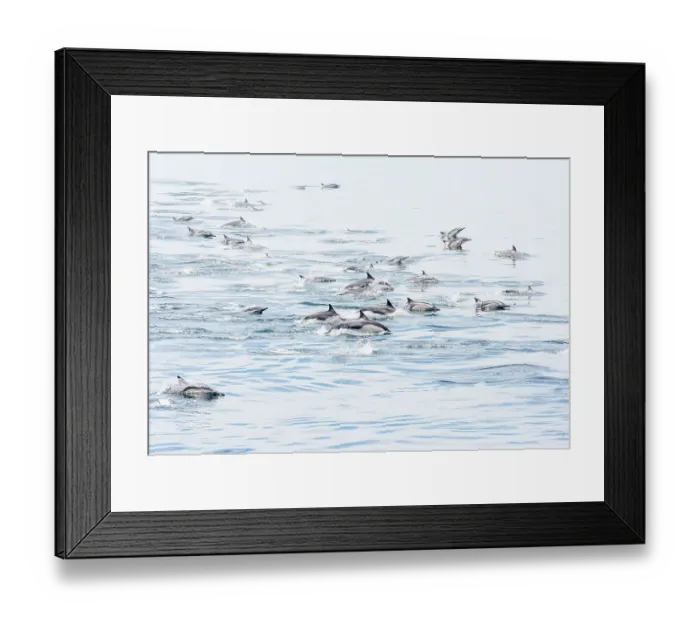Framed Print : Long-beaked common dolphin (Delphinus capensis) pod porpoising, Bahia de los Angeles Biosphere Reserve, Sea of Cortez, Gulf of California, Mexico Framed Print : Long-beaked common dolphin (Delphinus capensis) pod porpoising, Bahia de los Angeles Biosphere Reserve, Sea of Cortez, Gulf of California, Mexico