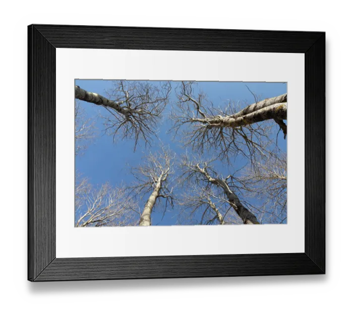 Framed Print : Aspen trees (Populus tremula) leafless in early spring, Insh Marshes, Cairngorms National Park, Scotland, UK. April Framed Print : Aspen trees (Populus tremula) leafless in early spring, Insh Marshes, Cairngorms National Park, Scotland, UK. April