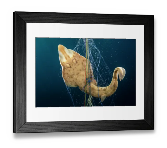 Framed Print : Ranong guitarfish (Rhinobatos ranongensis) caught in a bottom-set gill net in the offshore region of the Myeik Archipelago, Tanintharyi Region, Myanmar, Andaman Sea Framed Print : Ranong guitarfish (Rhinobatos ranongensis) caught in a bottom-set gill net in the offshore region of the Myeik Archipelago, Tanintharyi Region, Myanmar, Andaman Sea