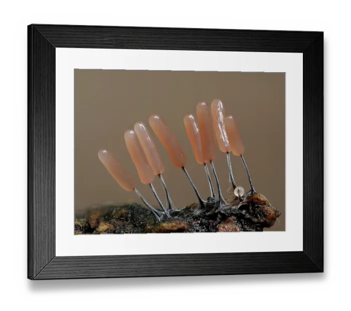 Framed Print : Slime mould (Stemonitopsis typhina) recently developed 2mm tall sporangia starting to change colour as they mature, Buckinghamshire, England, UK. July. Focus stacked Framed Print : Slime mould (Stemonitopsis typhina) recently developed 2mm tall sporangia starting to change colour as they mature, Buckinghamshire, England, UK. July. Focus stacked
