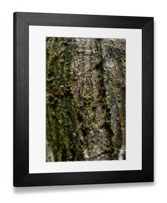 Framed Print : Giant spiny forest katydid (Phricta aberrans) camouflaged on tree bark, Cape Tribulation, Queensland, Australia Framed Print : Giant spiny forest katydid (Phricta aberrans) camouflaged on tree bark, Cape Tribulation, Queensland, Australia