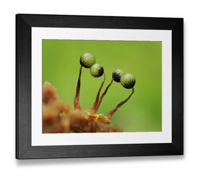 Framed Print : RF - Slime mould (Cribraria aurantiaca) immature sporangia on rotting pine log, Buckinghamshire, England, UK. July. Focus stacked Framed Print : RF - Slime mould (Cribraria aurantiaca) immature sporangia on rotting pine log, Buckinghamshire, England, UK. July. Focus stacked