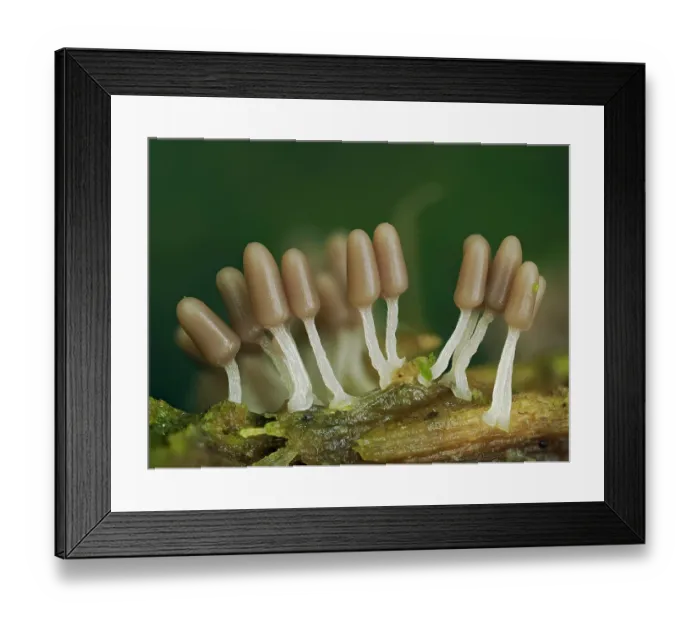 Framed Print : RF - Slime mould (Arcyria cinerea) group of immature sporangia developing on rotting Beech log, Buckinghamshire, England, UK. July. Focus stacked Framed Print : RF - Slime mould (Arcyria cinerea) group of immature sporangia developing on rotting Beech log, Buckinghamshire, England, UK. July. Focus stacked