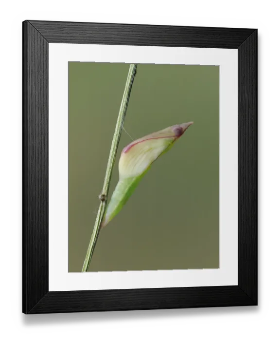 Framed Print : Wood white butterfly (Leptidea sinapis) chrysalis about to emerge, Surrey, England, UK. July. Focus stacked Framed Print : Wood white butterfly (Leptidea sinapis) chrysalis about to emerge, Surrey, England, UK. July. Focus stacked