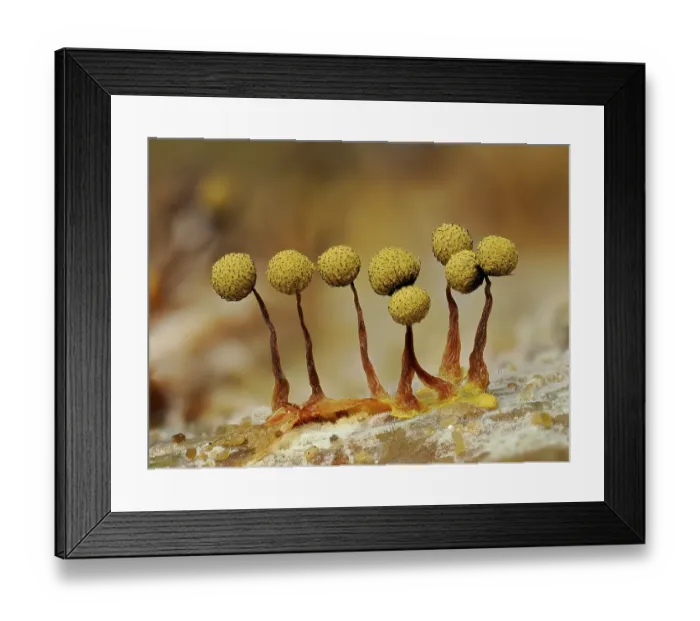 Framed Print : RF - Slime mould (Cribraria aurantiaca) mature sporangia on rotting Pine log, Buckinghamshire, England, UK. July. Focus stacked