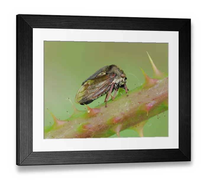 Framed Print : RF - Horned tree hopper (Centrotus cornutus) resting on Bramble stem, Oxfordshire, England, UK. July. Focus stacked Framed Print : RF - Horned tree hopper (Centrotus cornutus) resting on Bramble stem, Oxfordshire, England, UK. July. Focus stacked