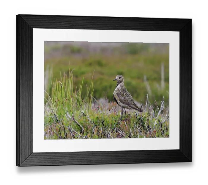 Framed Print : Golden plover (Pluvialis Apricaria) male, perched among burnt stems of heather on moorland, North Yorkshire, England, UK. July Framed Print : Golden plover (Pluvialis Apricaria) male, perched among burnt stems of heather on moorland, North Yorkshire, England, UK. July