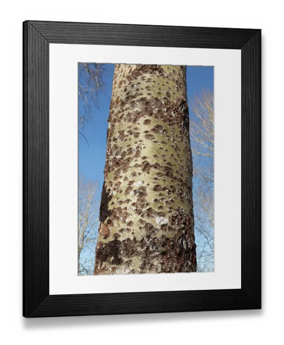 Framed Print : Fissured bark on the trunk of a mature Aspen (Populus tremula) tree, Insh Marshes, Cairngorms National Park, Scotland, UK. April Framed Print : Fissured bark on the trunk of a mature Aspen (Populus tremula) tree, Insh Marshes, Cairngorms National Park, Scotland, UK. April