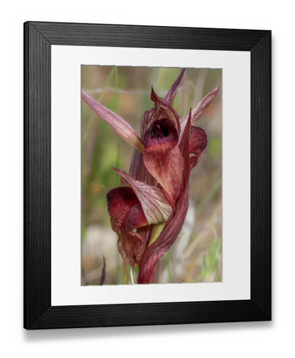 Framed Print : Apulian serapias (Serapias orientalis apulica) in flower, nr. Manfredonia, Gargano, Puglia, Italy. April Framed Print : Apulian serapias (Serapias orientalis apulica) in flower, nr. Manfredonia, Gargano, Puglia, Italy. April