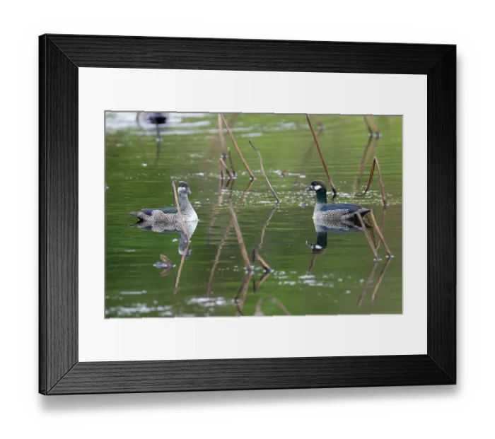 Framed Print : Green pygmy geese (Nettapus pulchellus) pair, male on left, on water in coastal wetland, Ingham, Queensland, Australia Framed Print : Green pygmy geese (Nettapus pulchellus) pair, male on left, on water in coastal wetland, Ingham, Queensland, Australia