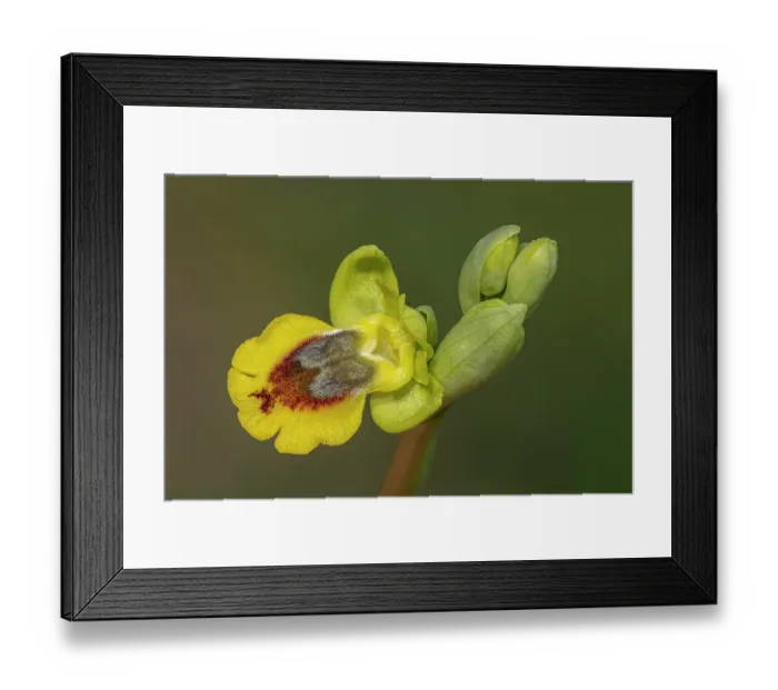 Framed Print : Yellow ophrys (Ophrys lutea) in flower, Gargano, Puglia, Italy. April