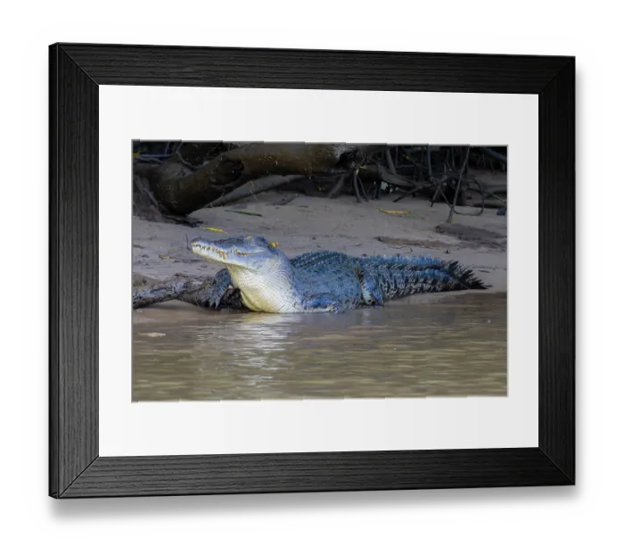 Framed Print : Saltwater crocodile (Crocodylus porosus) resting on mud bank at river's edge, Daintree River, Queensland, Australia Framed Print : Saltwater crocodile (Crocodylus porosus) resting on mud bank at river's edge, Daintree River, Queensland, Australia