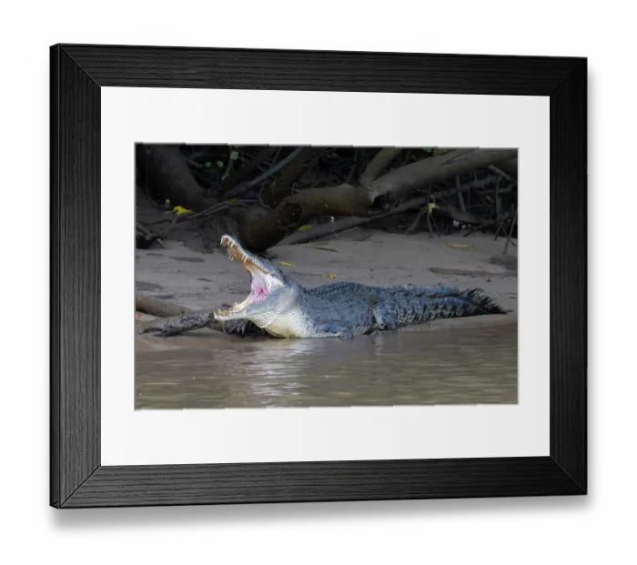 Framed Print : RF - Saltwater crocodile (Crocodylus porosus) resting on mud bank at river's edge, Daintree River, Queensland, Australia Framed Print : RF - Saltwater crocodile (Crocodylus porosus) resting on mud bank at river's edge, Daintree River, Queensland, Australia