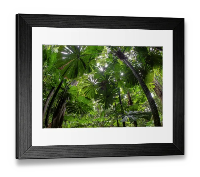 Framed Print : Australian fan palm forest (Licuala ramsayi), Wet Tropics World Heritage area, Daintree, Queensland, Australia Framed Print : Australian fan palm forest (Licuala ramsayi), Wet Tropics World Heritage area, Daintree, Queensland, Australia