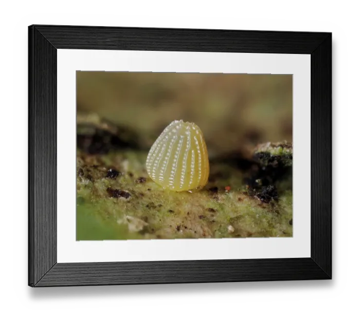Framed Print : Silver washed fritillary butterfly (Argynnis paphia) egg, single egg layed in crack of bark on Oak tree, Hertfordshire, England, UK. July. Focus stacked Framed Print : Silver washed fritillary butterfly (Argynnis paphia) egg, single egg layed in crack of bark on Oak tree, Hertfordshire, England, UK. July. Focus stacked