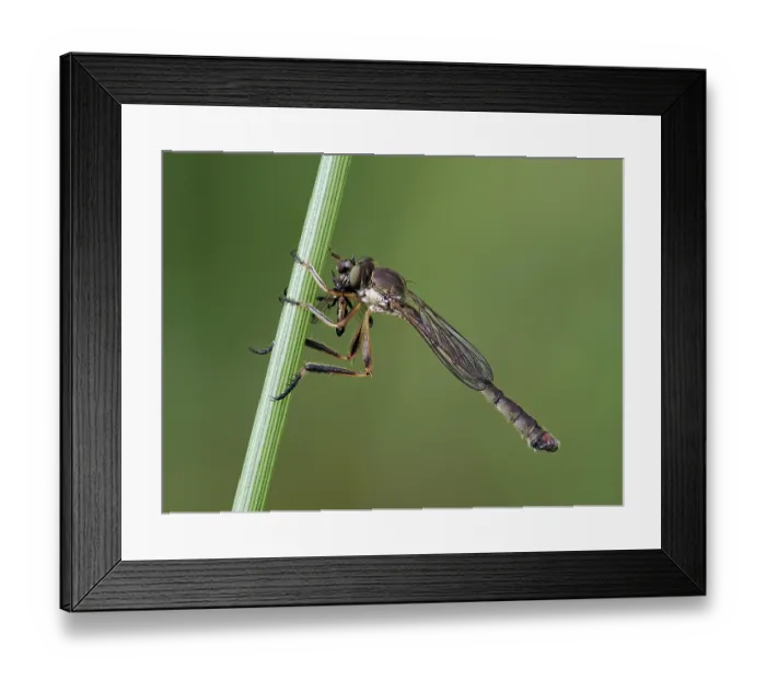 Framed Print : RF - Robberfly (Leptogaster cylindrica) feeding on fly prey among grass, Hertfordshire, England, UK. July. Focus stacked