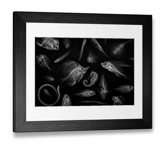 Framed Print : Skeletons of various tropical reef fish from a collection of the Department of Marine Science, Chulalongkorn University, exposed with X-ray imaging, Bangkok, Thailand, August Framed Print : Skeletons of various tropical reef fish from a collection of the Department of Marine Science, Chulalongkorn University, exposed with X-ray imaging, Bangkok, Thailand, August