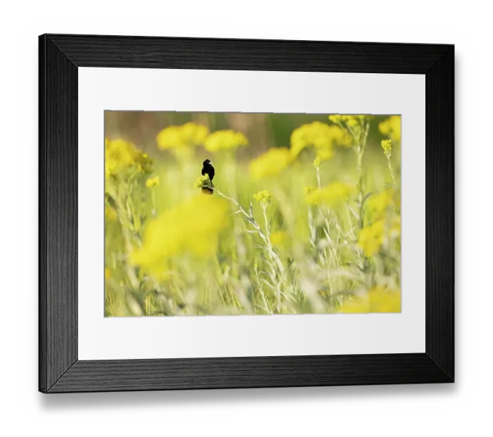 Framed Print : Fantailed widowbird (Euplectes axillaris) perched among yellow flowers, Balgowan, KwaZulu-Natal midlands, South Africa Framed Print : Fantailed widowbird (Euplectes axillaris) perched among yellow flowers, Balgowan, KwaZulu-Natal midlands, South Africa