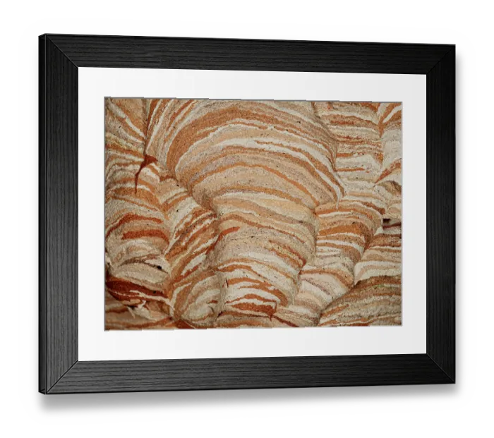 Framed Print : European hornet (Vespa crabro) nest, Orvieto, Umbria, Italy. January Framed Print : European hornet (Vespa crabro) nest, Orvieto, Umbria, Italy. January