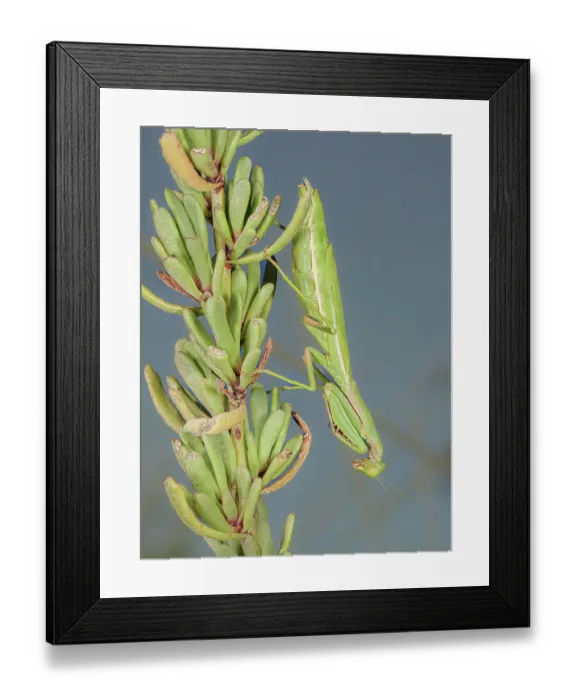 Framed Print : Mediterranean mantis (Iris oratoria) resting on coastal plant, north of Grosseto, Tuscany, Italy. September Framed Print : Mediterranean mantis (Iris oratoria) resting on coastal plant, north of Grosseto, Tuscany, Italy. September