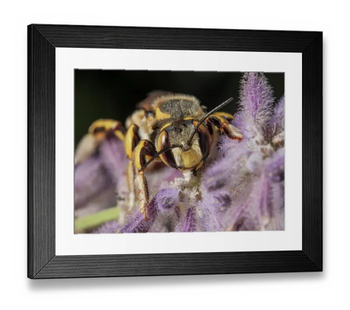 Framed Print : European wool carder bee (Anthidium manicatum) portrait, Podere montecucco, Orvieto, Umbria, Italy. August Framed Print : European wool carder bee (Anthidium manicatum) portrait, Podere montecucco, Orvieto, Umbria, Italy. August