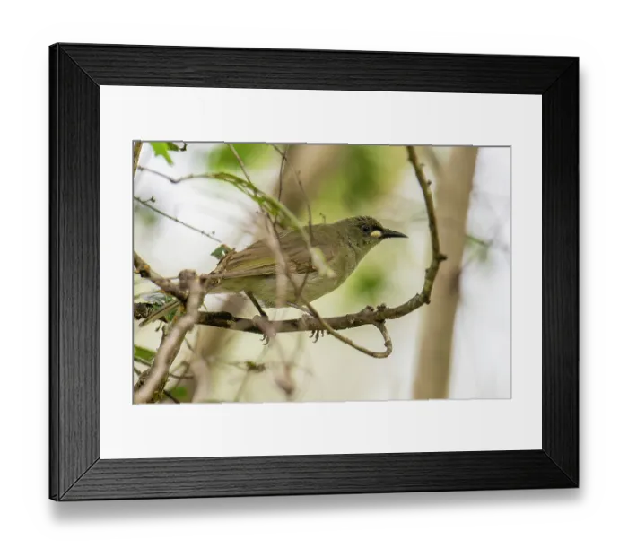 Framed Print : White-gaped honeyeater (Lichenostomus unicolor) perched on branch in riverine forest, Ingham, Queensland, Australia Framed Print : White-gaped honeyeater (Lichenostomus unicolor) perched on branch in riverine forest, Ingham, Queensland, Australia