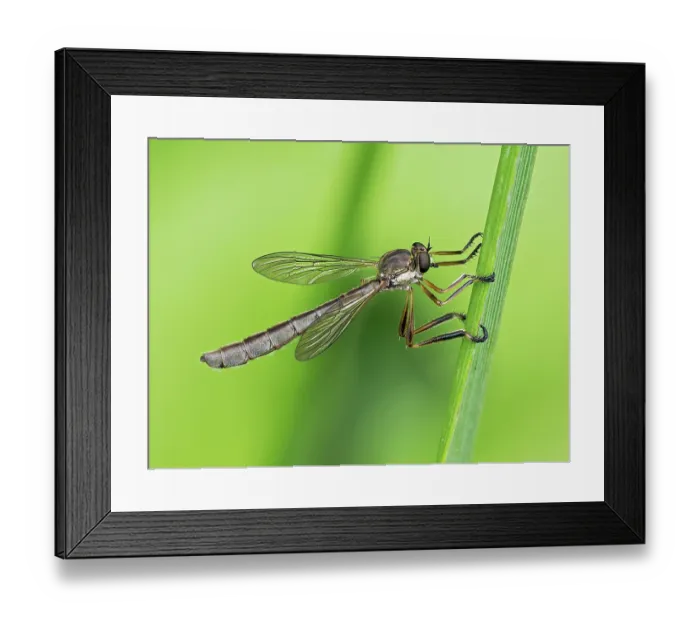 Framed Print : RF - Robberfly (Leptogaster cylindrica) resting on grass stem, Hertfordshire, England, UK. July. Focus stacked Framed Print : RF - Robberfly (Leptogaster cylindrica) resting on grass stem, Hertfordshire, England, UK. July. Focus stacked