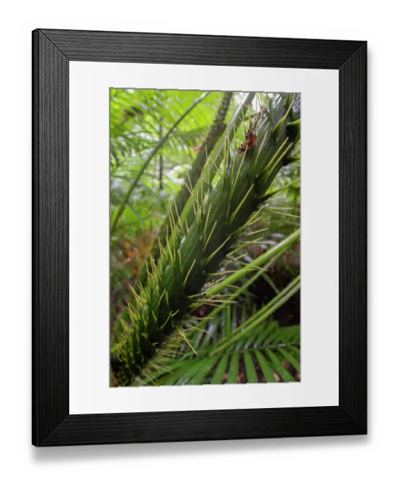 Framed Print : Lawyer cane / Wait-a-while (Calamus australis) dense spines on leaf sheaths, Daintree, Queensland, Australia Framed Print : Lawyer cane / Wait-a-while (Calamus australis) dense spines on leaf sheaths, Daintree, Queensland, Australia