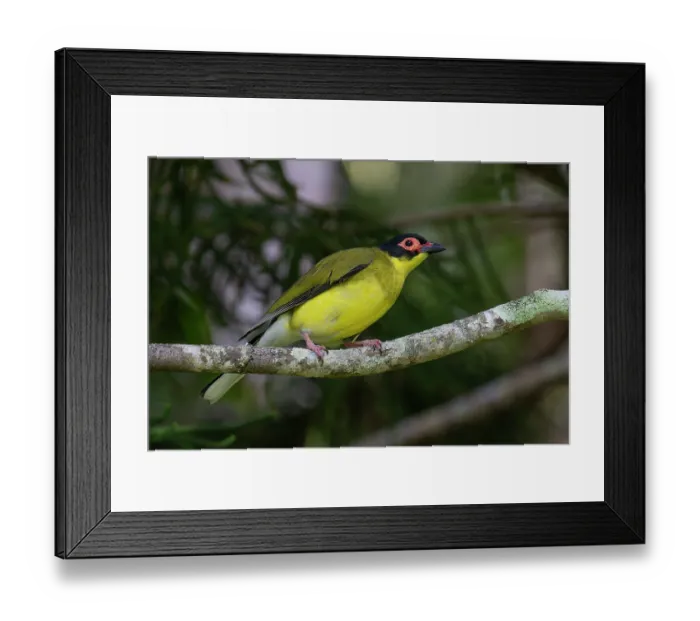 Framed Print : Australasian figbird (Sphecotheres vieilloti) perched on branch, Wet Tropics World Heritage, Cairns, Queensland, Australia Framed Print : Australasian figbird (Sphecotheres vieilloti) perched on branch, Wet Tropics World Heritage, Cairns, Queensland, Australia