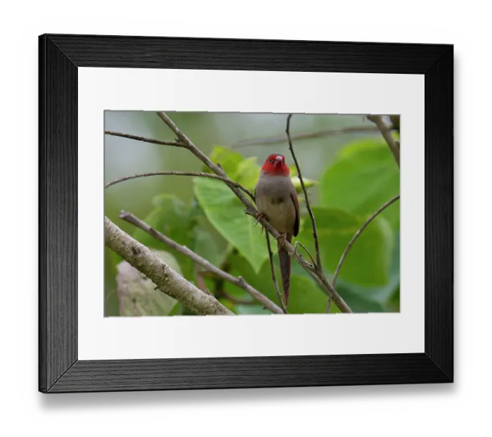 Framed Print : Crimson finch (Neochmia phaeton) female, perched on branch in riverine forest, Ingham, Queensland, Australia Framed Print : Crimson finch (Neochmia phaeton) female, perched on branch in riverine forest, Ingham, Queensland, Australia