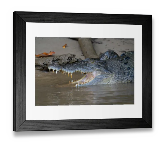 Framed Print : Saltwater crocodile (Crocodylus porosus) resting on mud bank at river's edge, Daintree River, Queensland, Australia