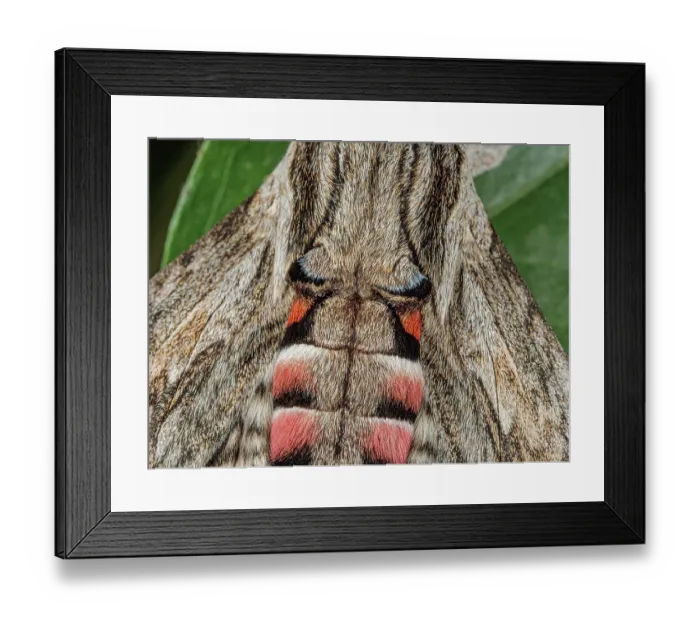 Framed Print : Convolvulus hawkmoth (Agrius convolvuli) dorsal view wings detail, Podere Montecucco, Orvieto, Italy. July Framed Print : Convolvulus hawkmoth (Agrius convolvuli) dorsal view wings detail, Podere Montecucco, Orvieto, Italy. July