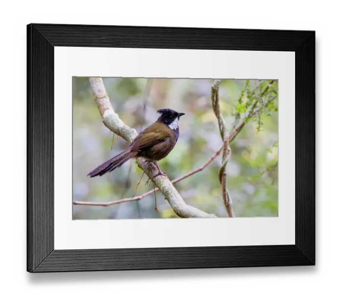 Framed Print : Eastern whipbird (Psophodes nigrogularis) perched on branch, eastern Australian temperate rainforest, Border Ranges, Queensland, Australia Framed Print : Eastern whipbird (Psophodes nigrogularis) perched on branch, eastern Australian temperate rainforest, Border Ranges, Queensland, Australia