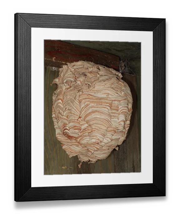 Framed Print : European hornet (Vespa crabro) nest, Orvieto, Umbria, Italy. January Framed Print : European hornet (Vespa crabro) nest, Orvieto, Umbria, Italy. January