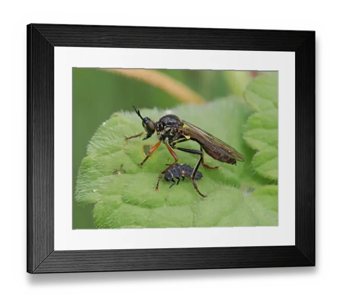 Framed Print : Red-legged robberfly (Dioctria rufipes) resting on leaf along side Ladybird (Coccinellidae) larvae, Hertfordshire, England, UK. June. Focus stacked