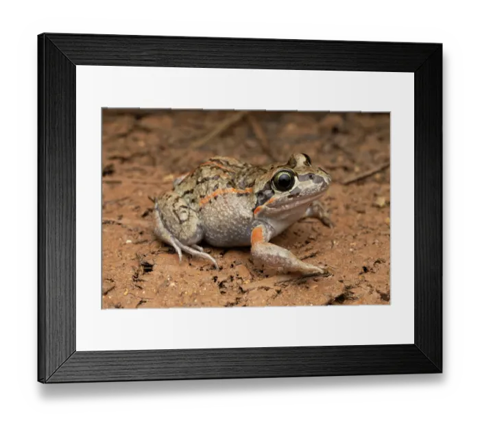 Framed Print : Salmon-striped frog (Limnodynastes salmini) portrait, The Gums, Queensland, Australia Framed Print : Salmon-striped frog (Limnodynastes salmini) portrait, The Gums, Queensland, Australia