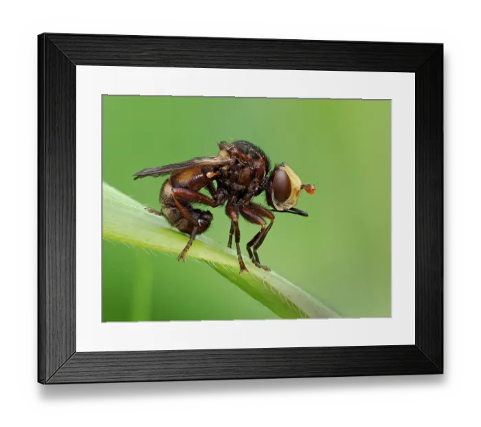 Framed Print : Thick headed fly (Sicus ferrugineus) portrait, Hertfordshire, England, UK. June. Focus stacked Framed Print : Thick headed fly (Sicus ferrugineus) portrait, Hertfordshire, England, UK. June. Focus stacked