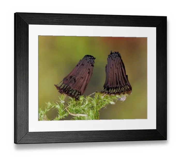 Framed Print : Slime mould (Stemonitis virginiensis) mature sporangia on moss, Buckinghamshire, England, UK, July. Focus stacked Framed Print : Slime mould (Stemonitis virginiensis) mature sporangia on moss, Buckinghamshire, England, UK, July. Focus stacked