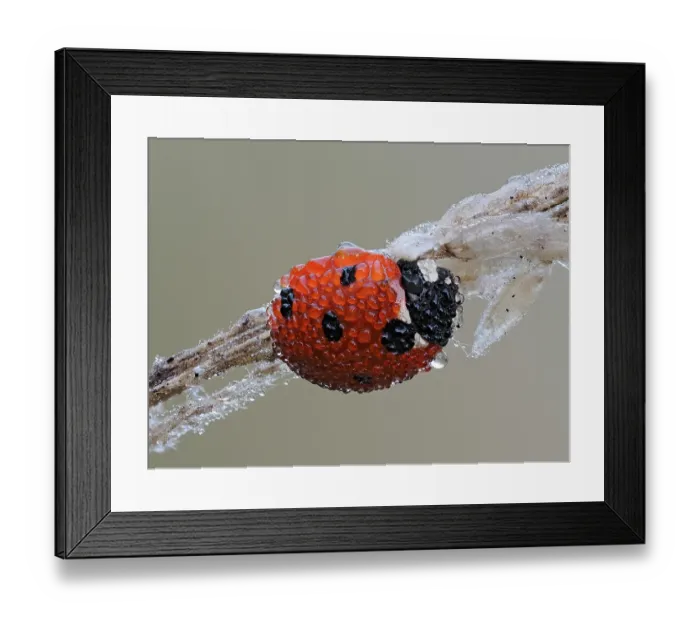 Framed Print : 7-Spot ladybird (Coccinella septempunctata) roosting on old grass stem at dawn covered in dew, Hertfordshire, England, UK. September. Focus stacked Framed Print : 7-Spot ladybird (Coccinella septempunctata) roosting on old grass stem at dawn covered in dew, Hertfordshire, England, UK. September. Focus stacked