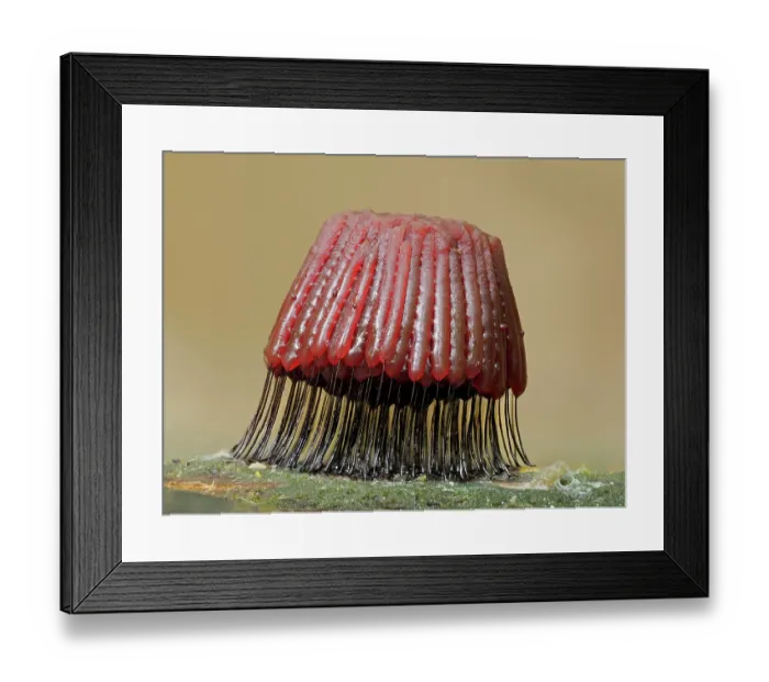 Framed Print : RF - Slime mould (Stemonitis fusca) maturing sporangia on rotting log, Buckinghamshire, England, UK. July. Focus stacked Framed Print : RF - Slime mould (Stemonitis fusca) maturing sporangia on rotting log, Buckinghamshire, England, UK. July. Focus stacked