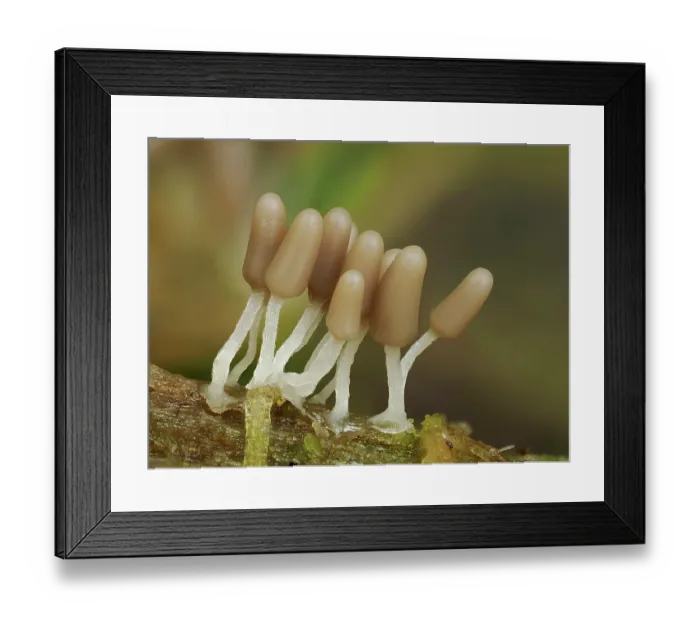 Framed Print : Slime mould (Arcyria cinerea) group of immature sporangia developing on rotting Beech log, Buckinghamshire, England, UK. July. Focus stacked Framed Print : Slime mould (Arcyria cinerea) group of immature sporangia developing on rotting Beech log, Buckinghamshire, England, UK. July. Focus stacked