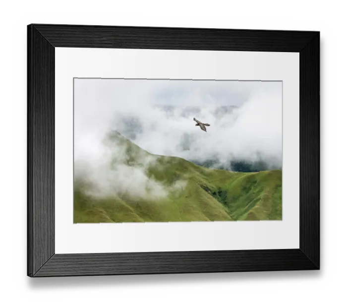 Framed Print : Bearded vulture (Gypaetus barbatus) in flight over misty Drakensberg escarpment, Eastern Cape, South Africa