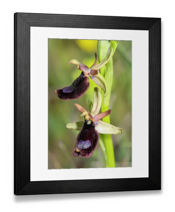 Framed Print : Bee orchid (Ophrys bertoloniiformis) in flower, Monte St Angelo, Gargano, Puglia, Italy. April Framed Print : Bee orchid (Ophrys bertoloniiformis) in flower, Monte St Angelo, Gargano, Puglia, Italy. April