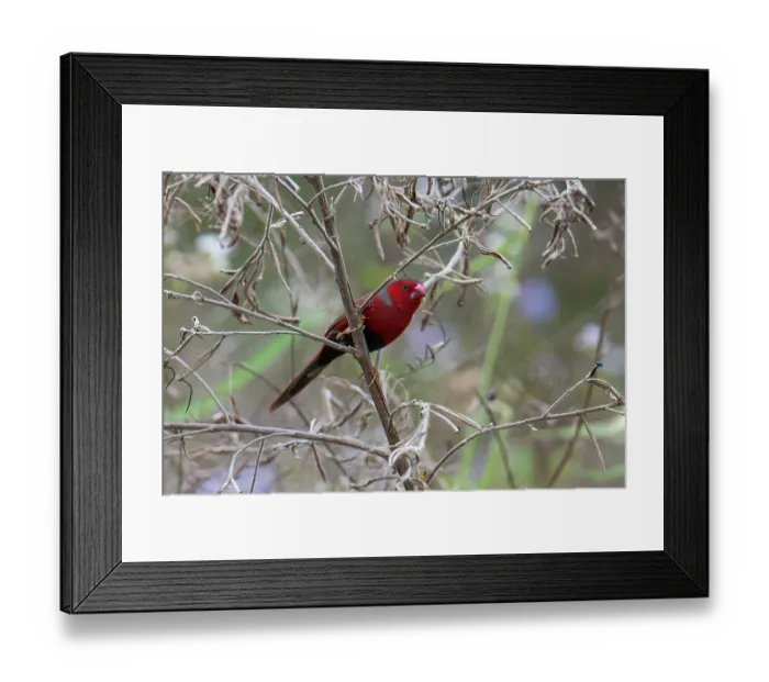 Framed Print : Crimson finch (Neochmia phaeton) female, perched in tree in riverine forest, Ingham, Queensland, Australia Framed Print : Crimson finch (Neochmia phaeton) female, perched in tree in riverine forest, Ingham, Queensland, Australia