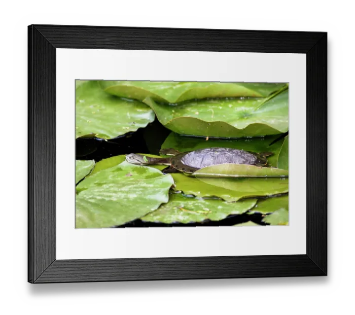 Framed Print : Hilaire's sidenecked turtle (Phrynops hilarii) resting among lilypads, South America. Captive Framed Print : Hilaire's sidenecked turtle (Phrynops hilarii) resting among lilypads, South America. Captive