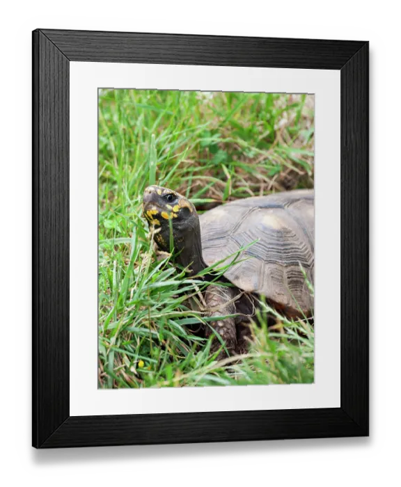 Framed Print : Red-footed tortoise (Chelonoidis carbonarius) portrait, South America. Captive Framed Print : Red-footed tortoise (Chelonoidis carbonarius) portrait, South America. Captive