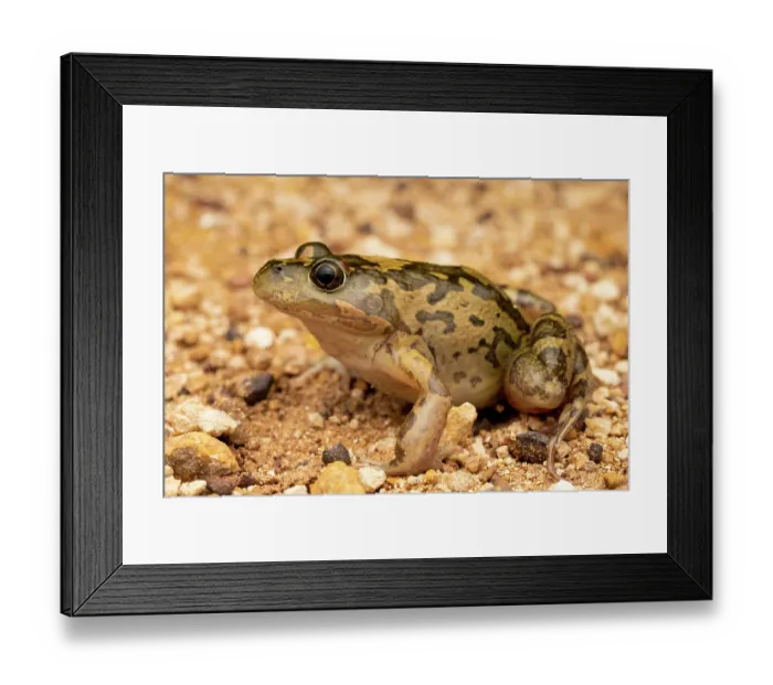 Framed Print : Barking marsh frog (Limnodynastes fletcheri) portrait, The Gums, Queensland, Australia Framed Print : Barking marsh frog (Limnodynastes fletcheri) portrait, The Gums, Queensland, Australia