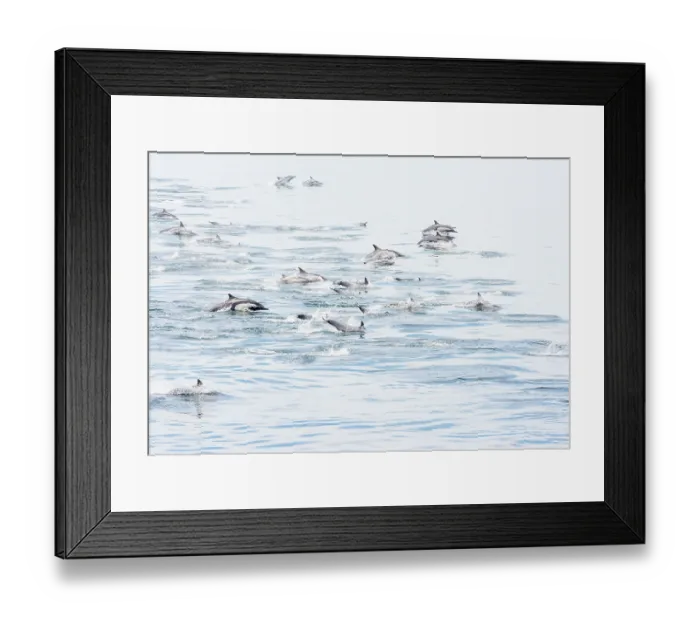 Framed Print : Long-beaked common dolphin (Delphinus capensis) pod porpoising, Bahia de los Angeles Biosphere Reserve, Sea of Cortez, Gulf of California, Mexico Framed Print : Long-beaked common dolphin (Delphinus capensis) pod porpoising, Bahia de los Angeles Biosphere Reserve, Sea of Cortez, Gulf of California, Mexico
